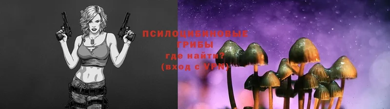 наркотики  Раменское  Псилоцибиновые грибы Psilocybe 